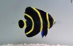Pomacanthus paru