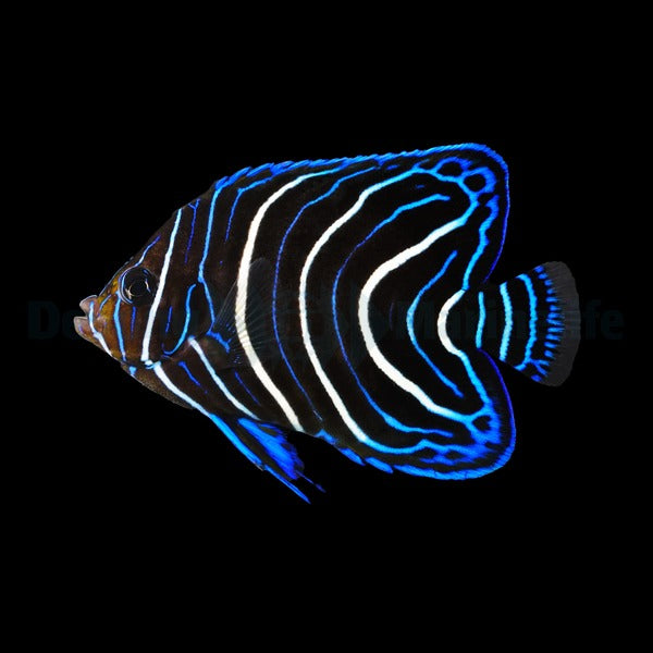 Pomacanthus semicirculatus