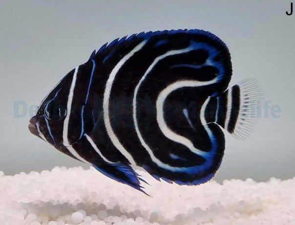 Pomacanthus semicirculatus