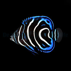 Pomacanthus semicirculatus