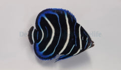 Pomacanthus semicirculatus
