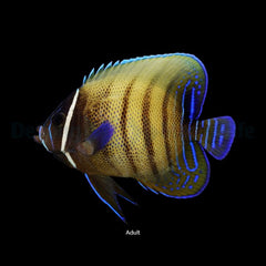 Pomacanthus sexstriatus