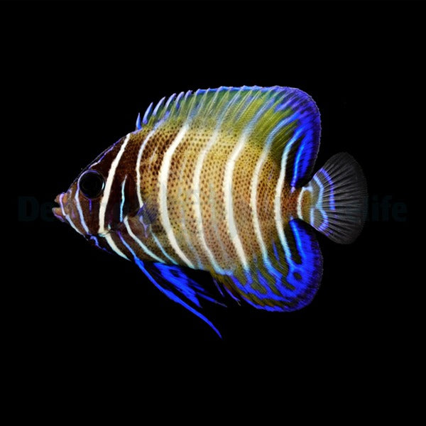 Pomacanthus sexstriatus