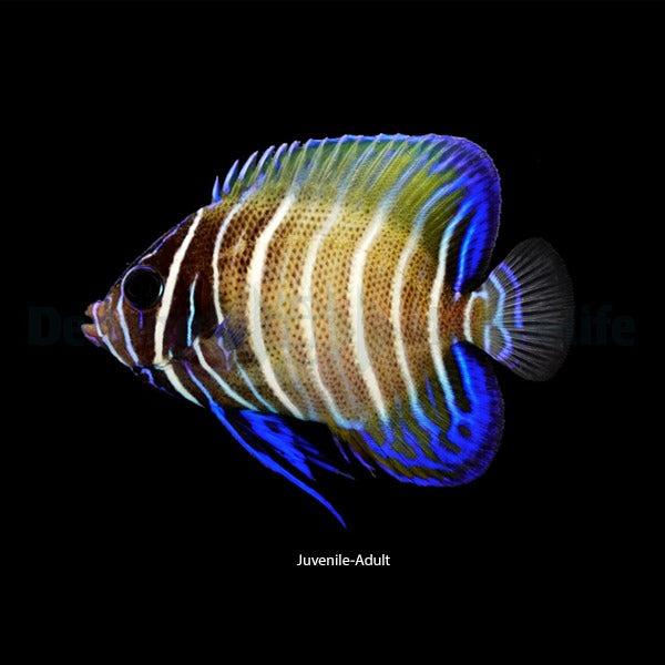 Pomacanthus sexstriatus