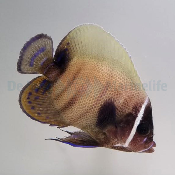 Pomacanthus sexstriatus