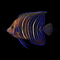Pomacanthus semicirculatus