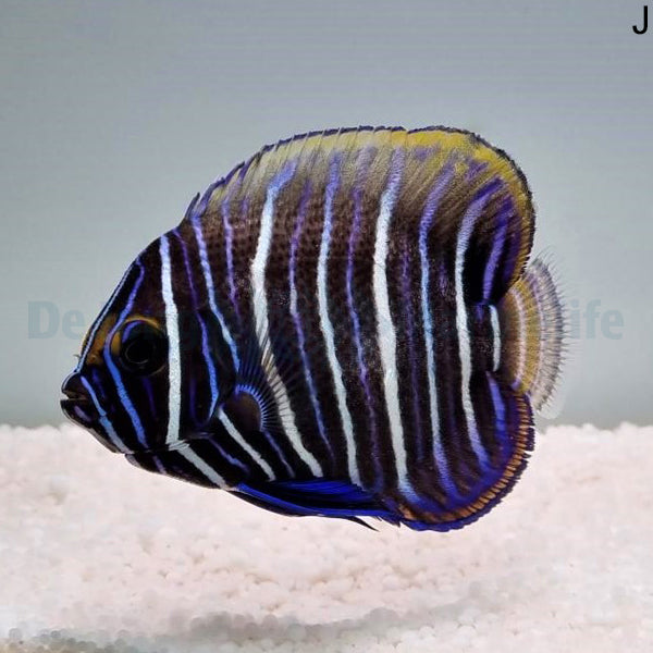 Pomacanthus xanthometopon (Juvenile)