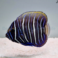 Pomacanthus xanthometopon (Juvenile)