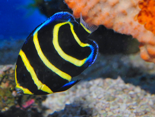 Pomacanthus zonipectus - T.B.