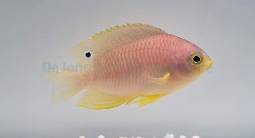 Pomacentrus amboinensis