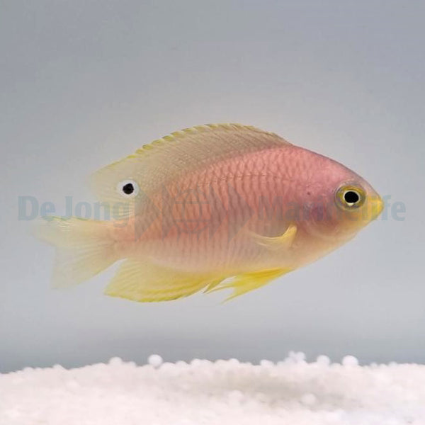 Pomacentrus amboinensis