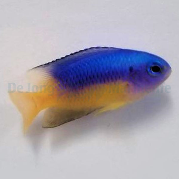 Pomacentrus auriventrus