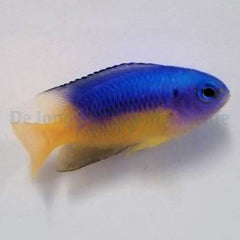 Pomacentrus auriventrus