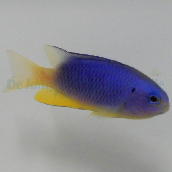 Pomacentrus coelestis