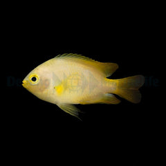 Pomacentrus moluccensis - T.B.