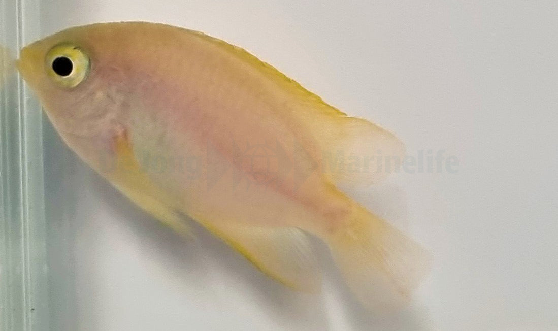 Pomacentrus moluccensis