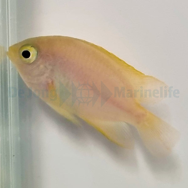 Pomacentrus moluccensis