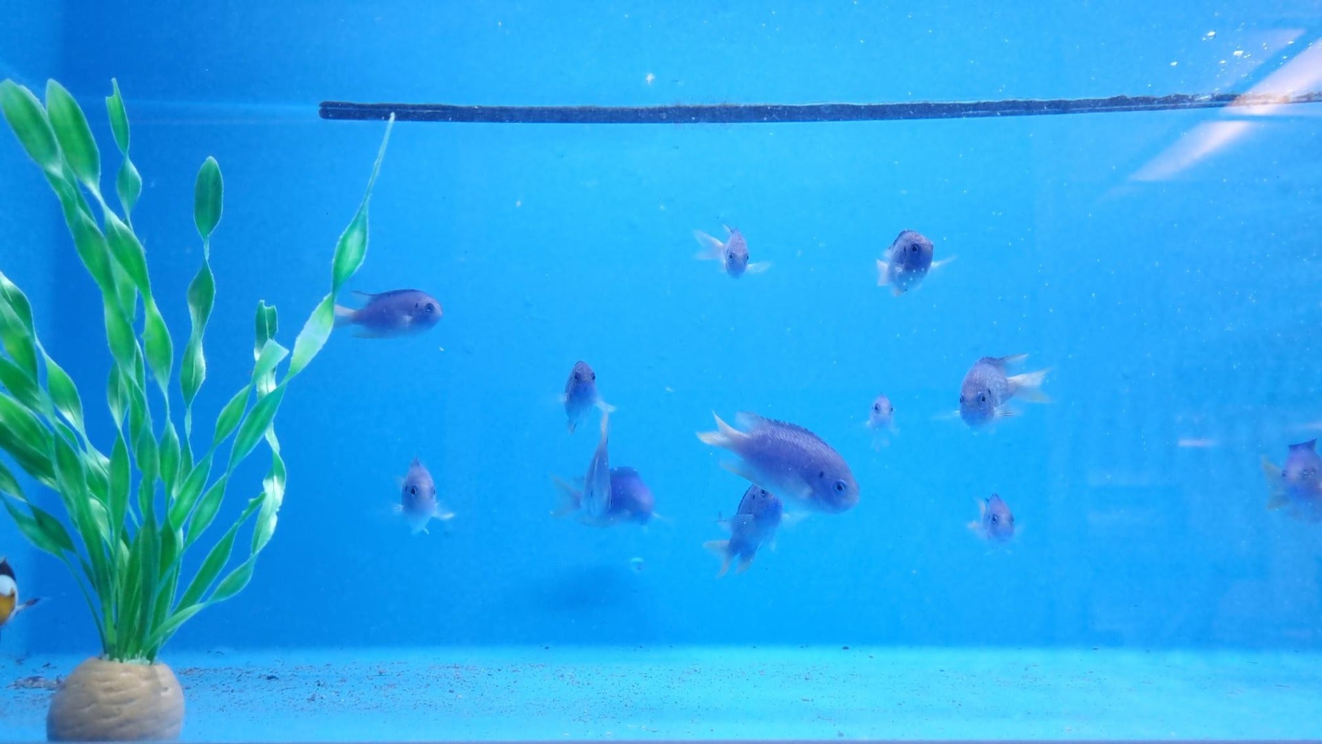 Pomacentrus pavo - T.B.