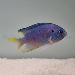 Pomacentrus pavo - T.B.