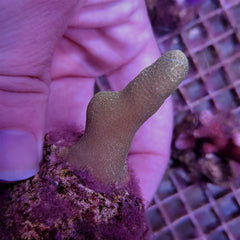Porites cylindrica (Yellow-Green) (frag)