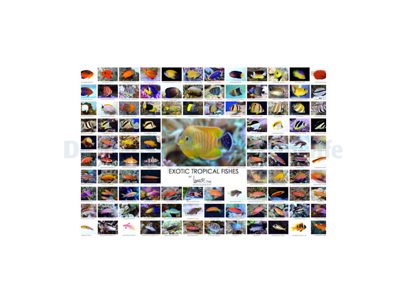 Poster Lemon Tyk - Fish