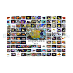Poster Lemon Tyk - Fish
