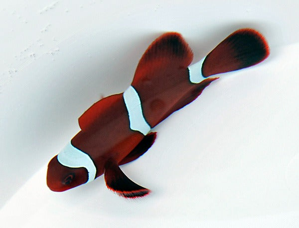 Amphiprion biaculeatus