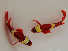 Amphiprion epigrammata (pair)