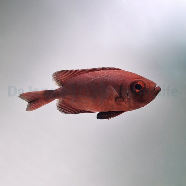 Priacanthus hamrur
