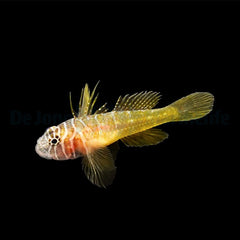 Priolepis boreus