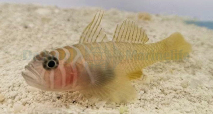 Priolepis boreus