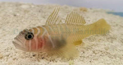 Priolepis boreus