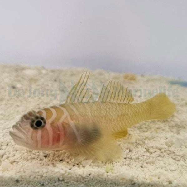 Priolepis boreus
