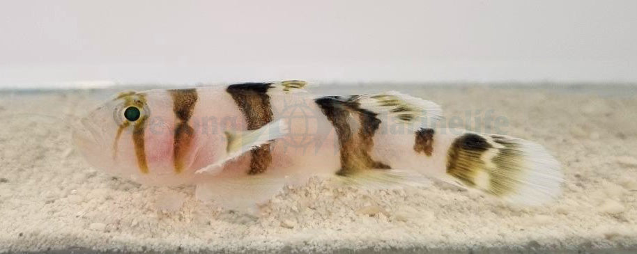 Priolepis nocturna