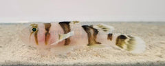 Priolepis nocturna