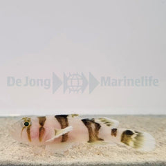 Priolepis nocturna