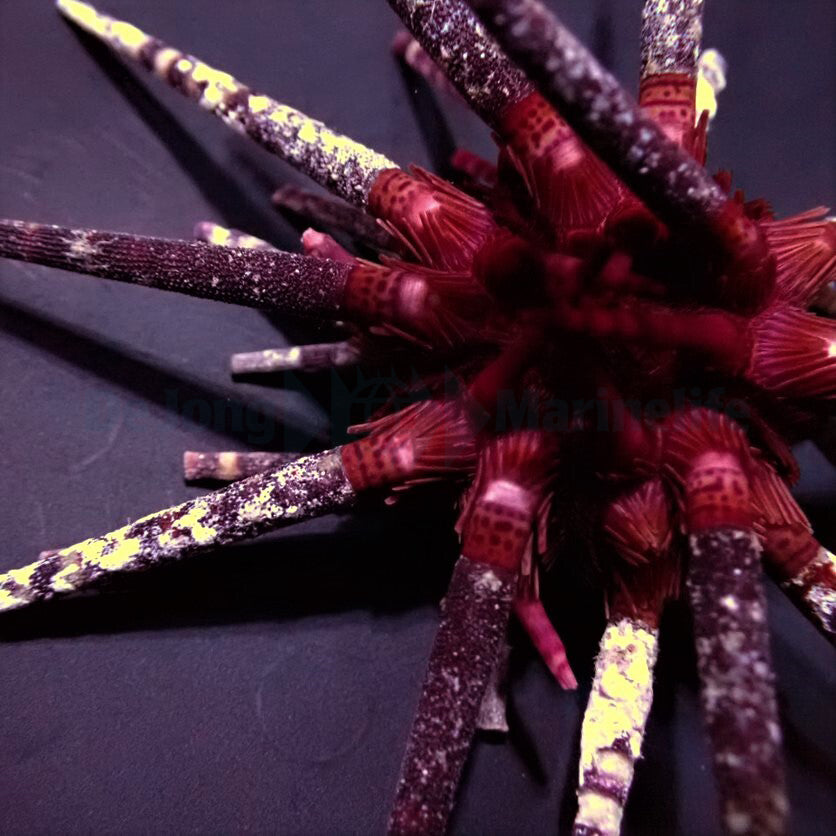Prionocidaris baculosa