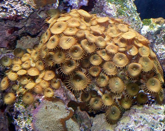 Protopalythoa spp.