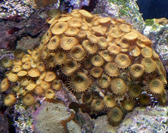 Protopalythoa spp.