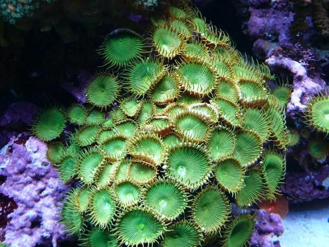 Protopalythoa spp. (Green)