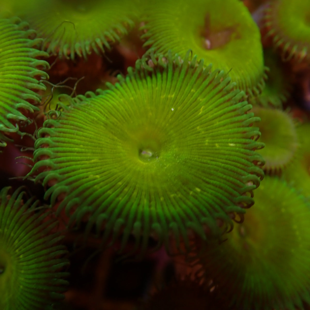 Protopalythoa spp. (Green) (Grade A)