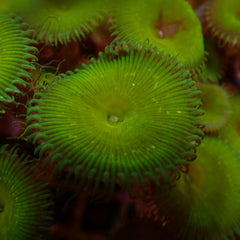 Protopalythoa spp. (Green) (Grade A)