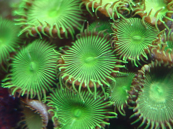 Protopalythoa spp. (Green) (Grade A)