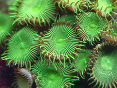 Protopalythoa spp. (Green) (Grade A)