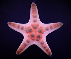 Protoreaster nodosus