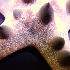 Protoreaster nodosus