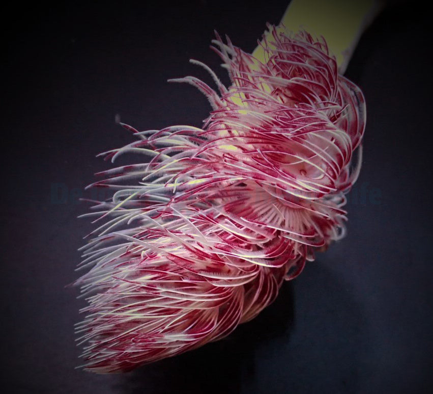 Protula bispiralis (Red/White)