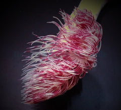 Protula bispiralis (Red/White)