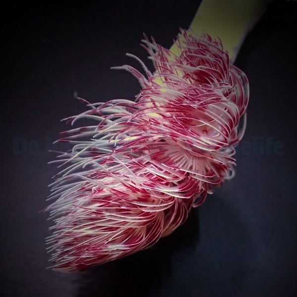 Protula bispiralis (Red/White)