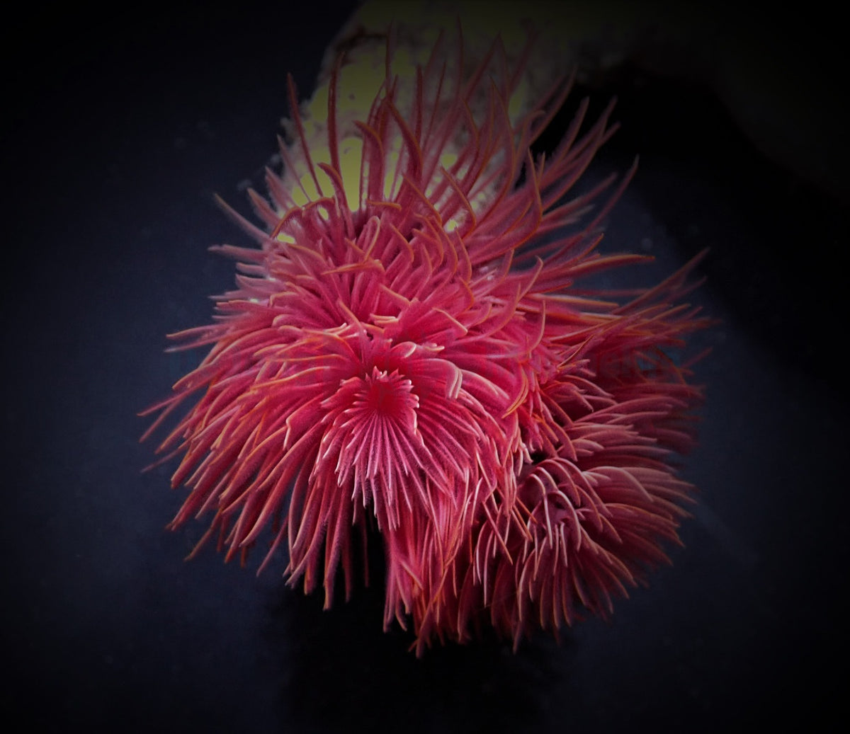 Protula bispiralis (Red)